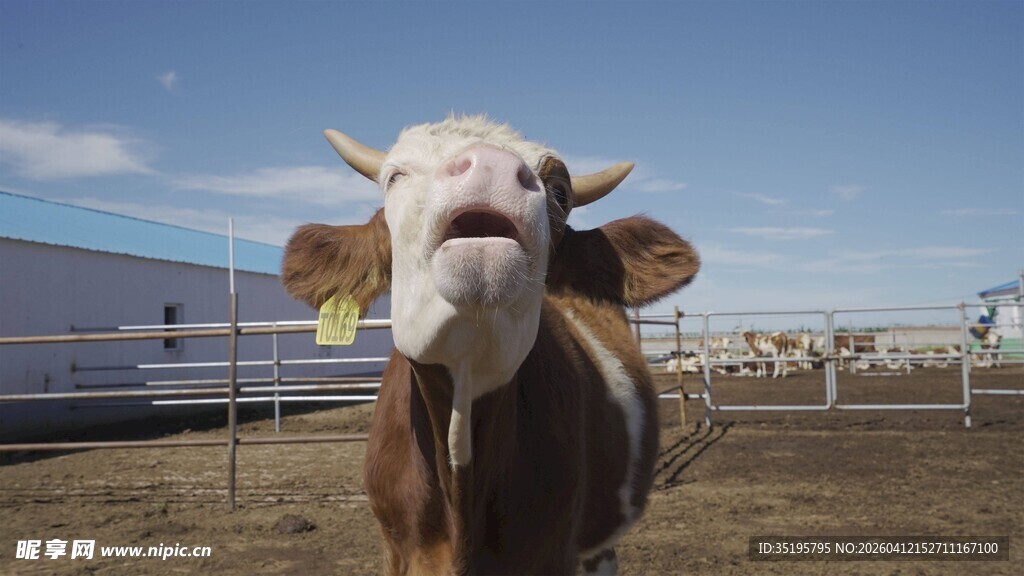 农场中的带耳标奶牛