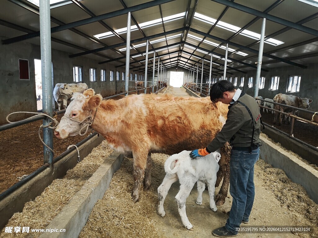 牛舍中人与牛的温馨场景