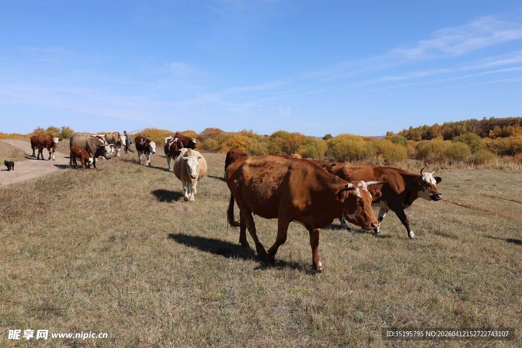 草原上的牛群漫步