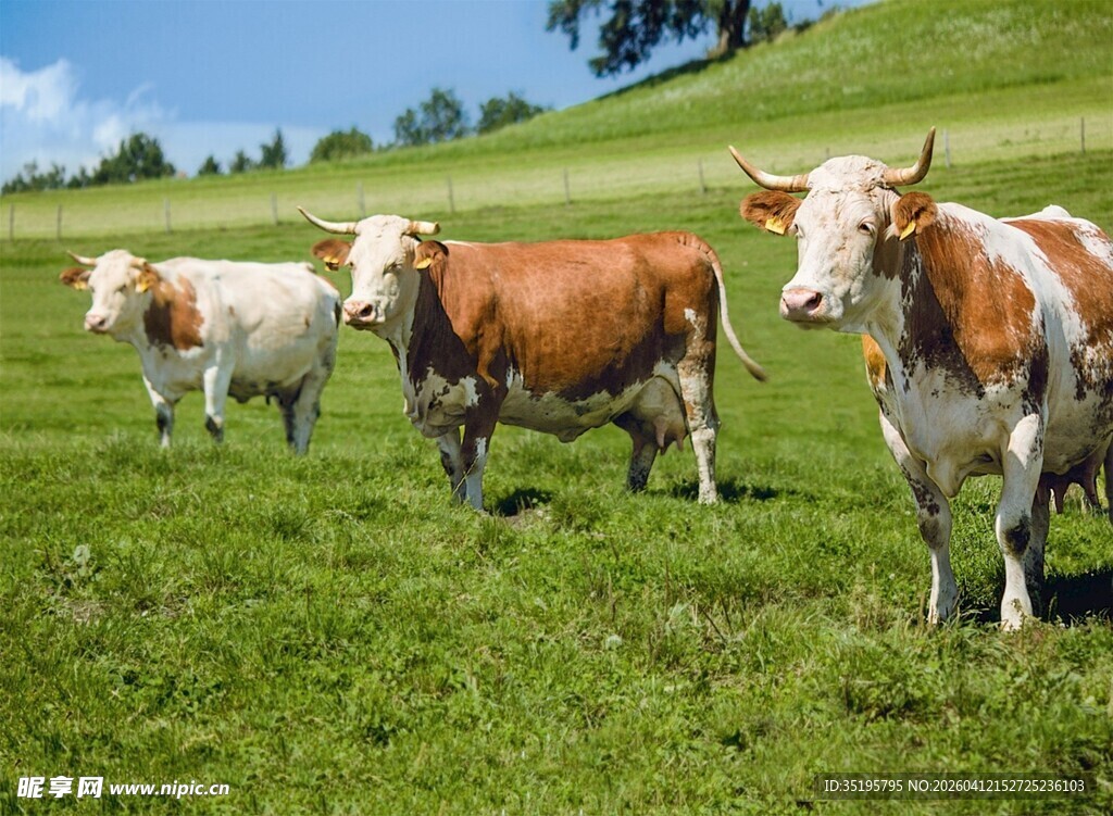 草原上的几头奶牛