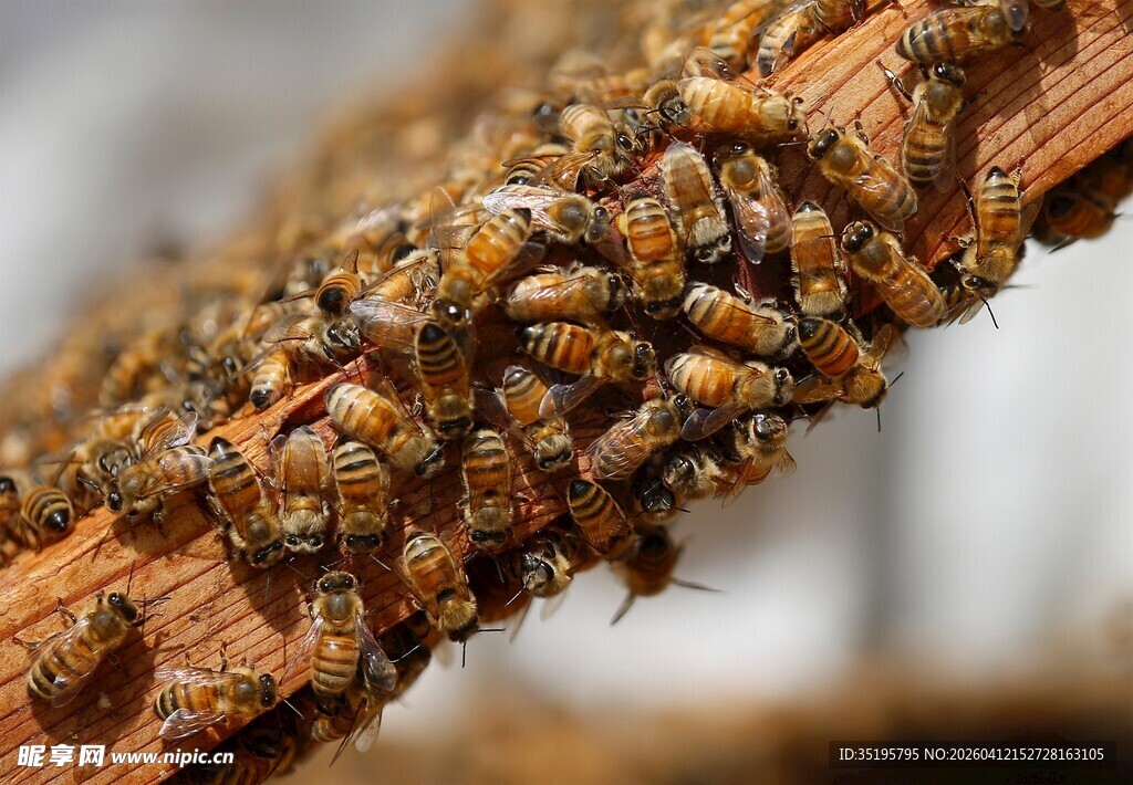 蜜蜂聚集在木杆上