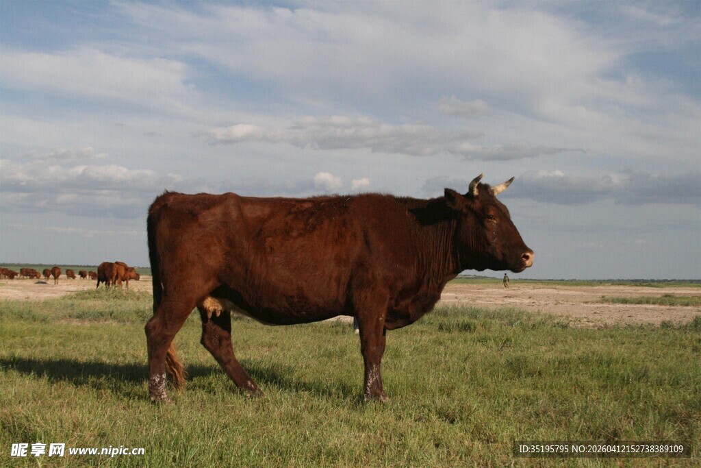 草原上的棕色壮硕牛