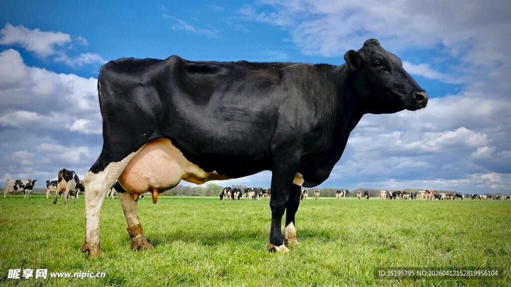 草原上的黑奶牛