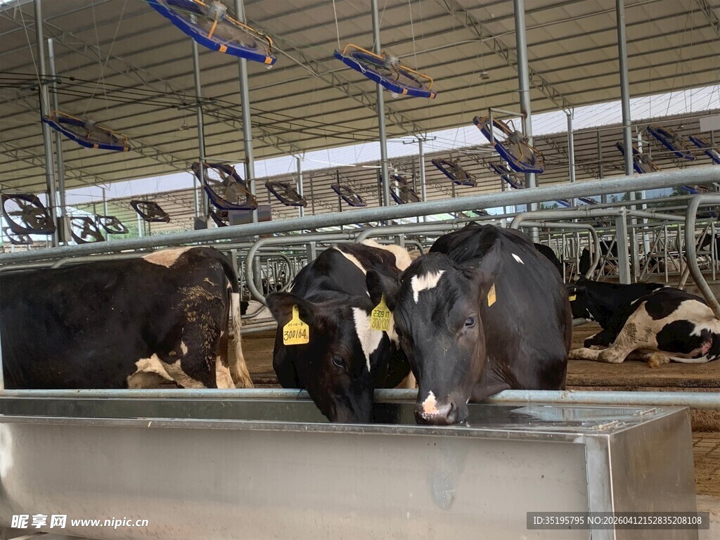 牛舍中的奶牛