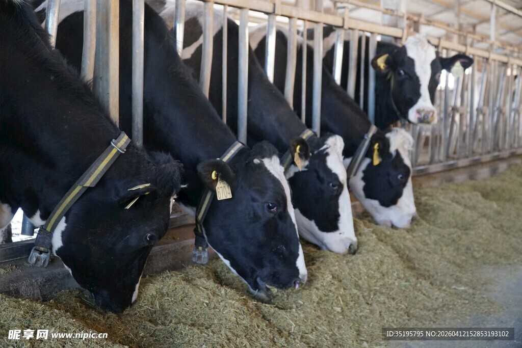 奶牛在牛舍进食