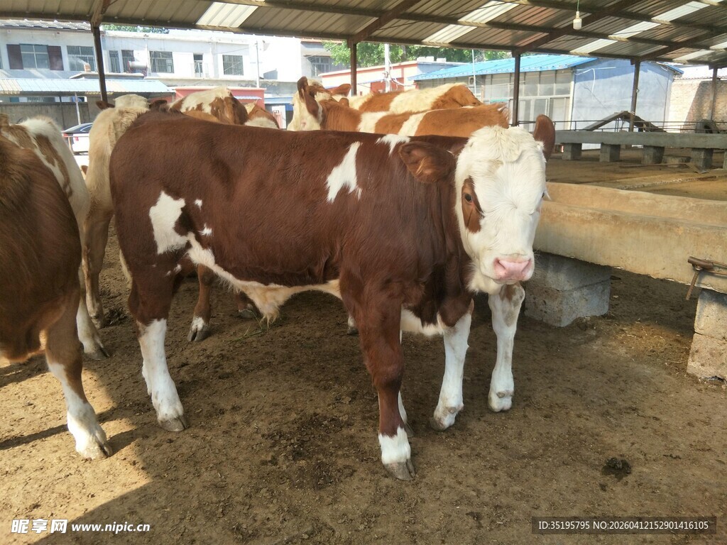 牛棚中的几头健壮奶牛