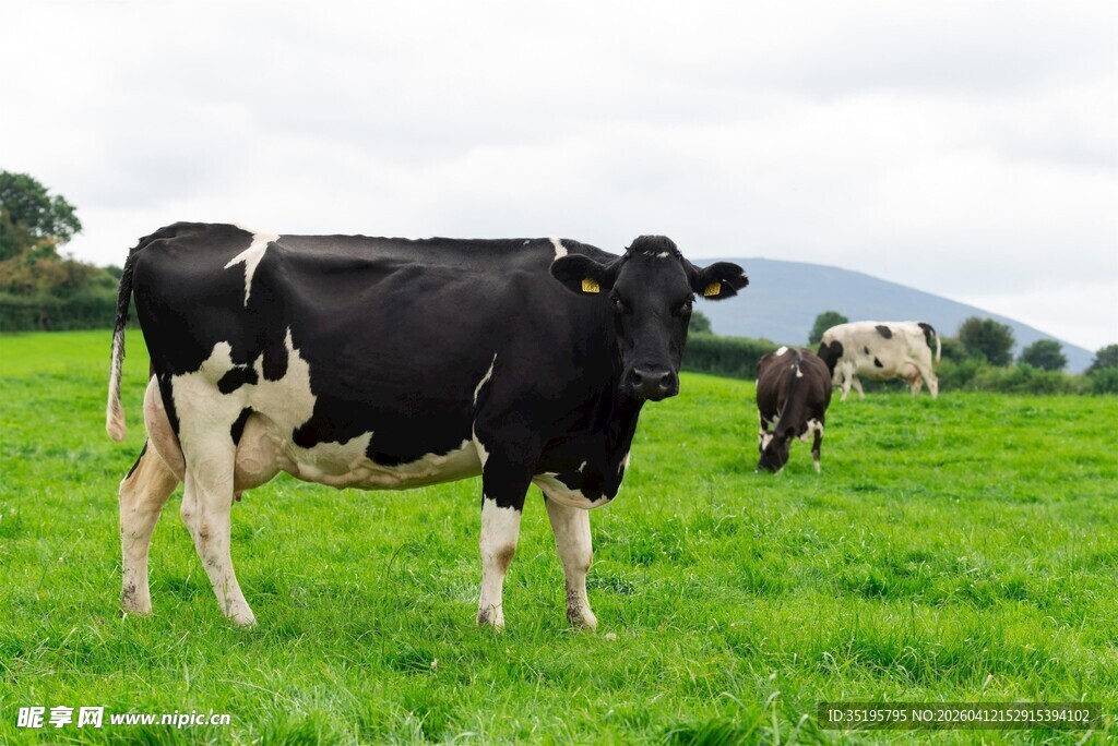 草原上的黑白花奶牛
