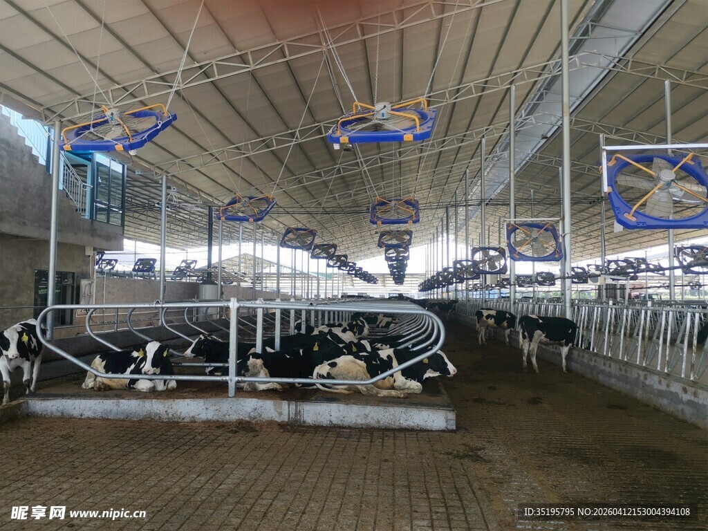 现代化奶牛养殖场内部