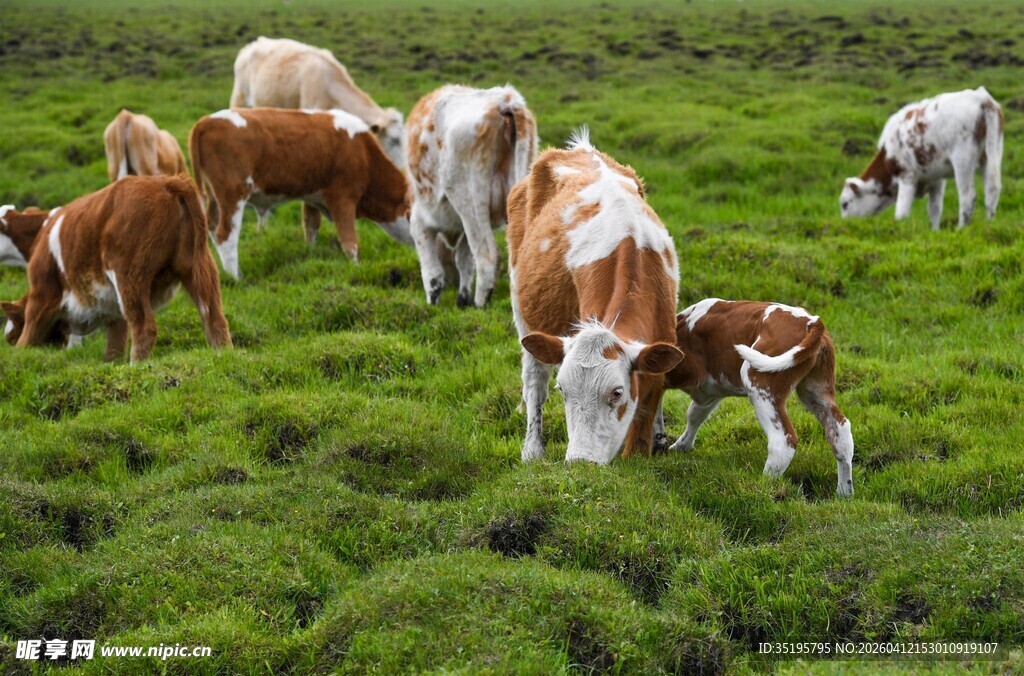 草原上的牛群悠然吃草