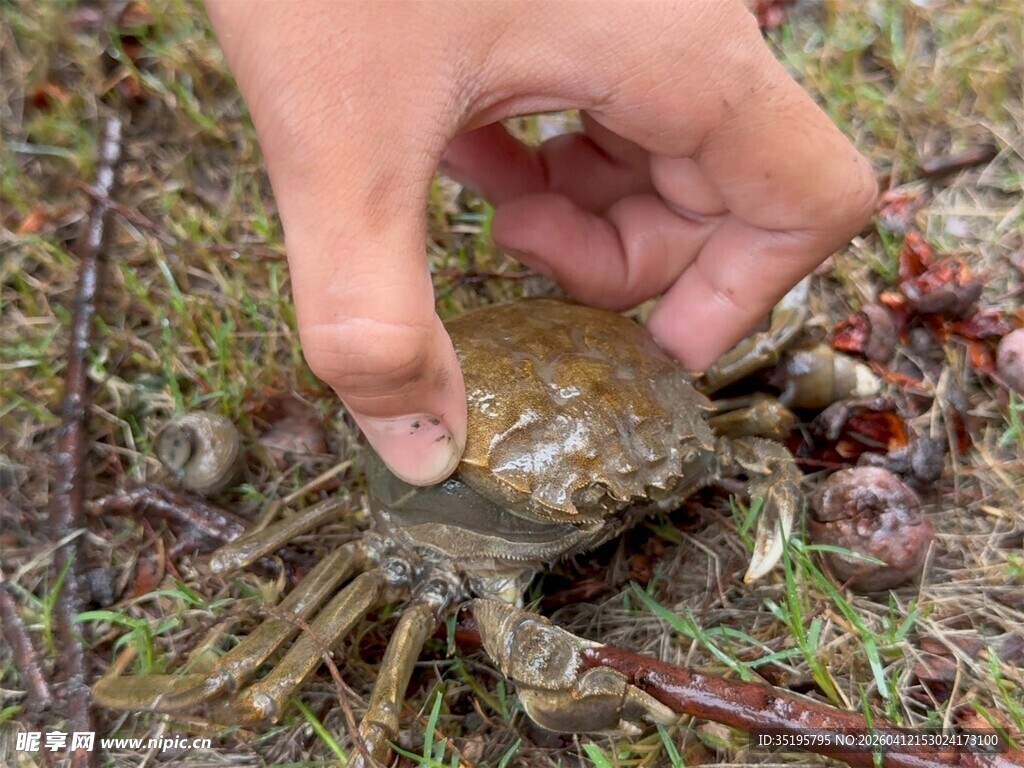 手抓泥地螃蟹瞬间