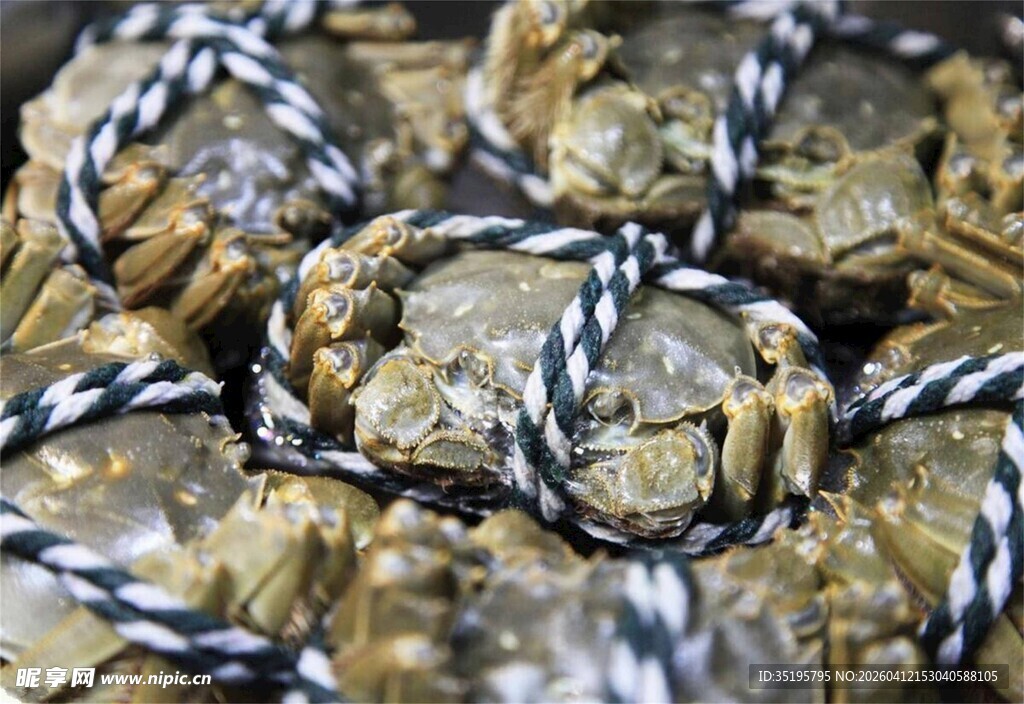 绑绳大闸蟹特写