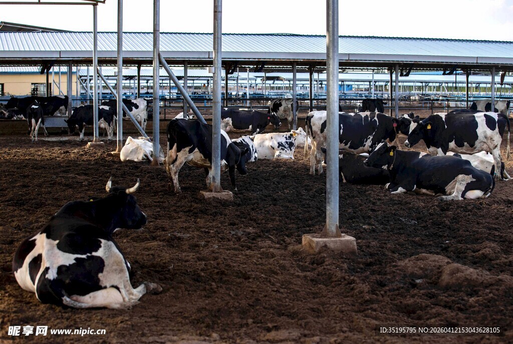 奶牛养殖场内的宁静场景