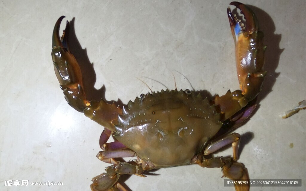 鲜活大螃蟹