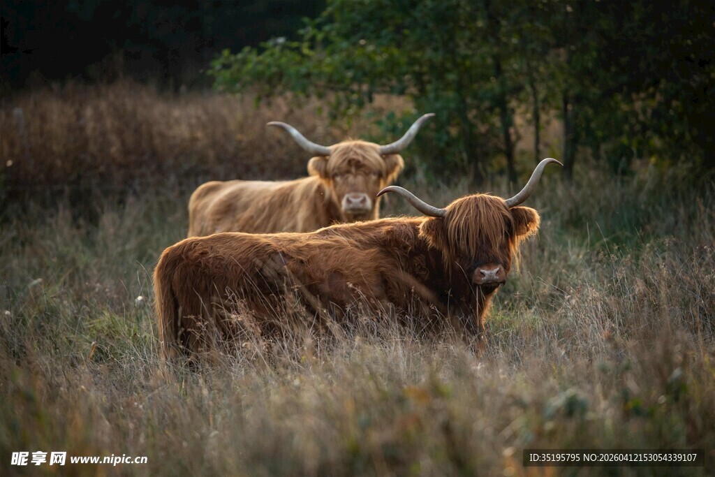 草原上的两头棕色长毛牛