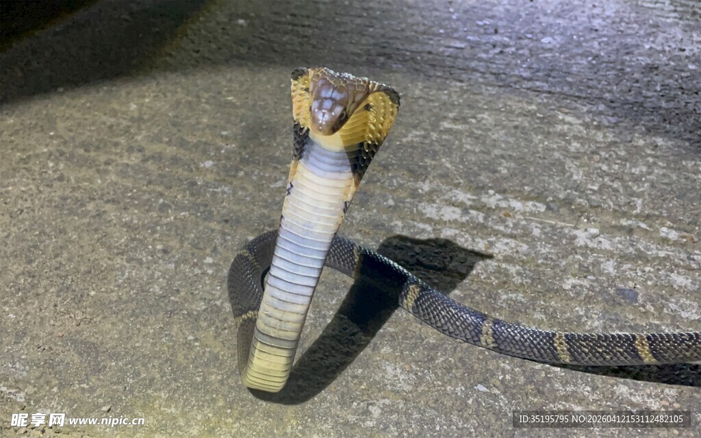 夜间野外的彩色条纹蛇