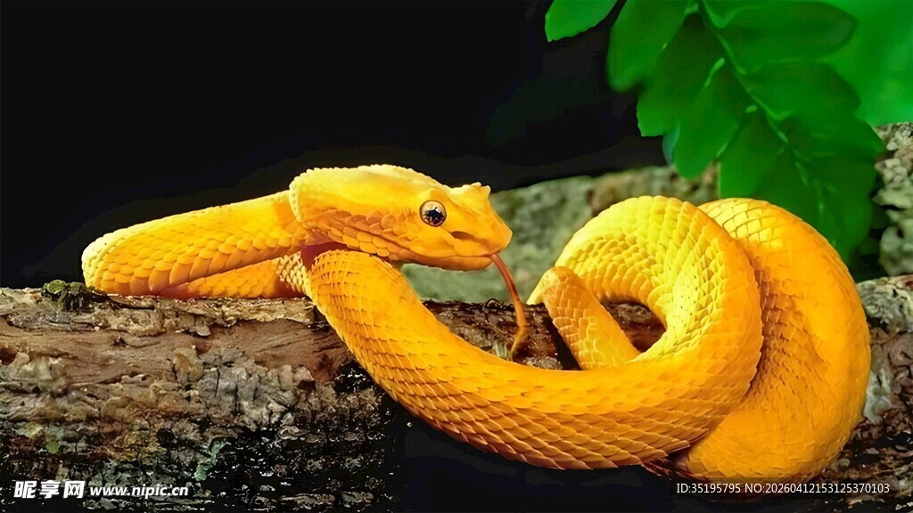 金黄蛇盘于木上