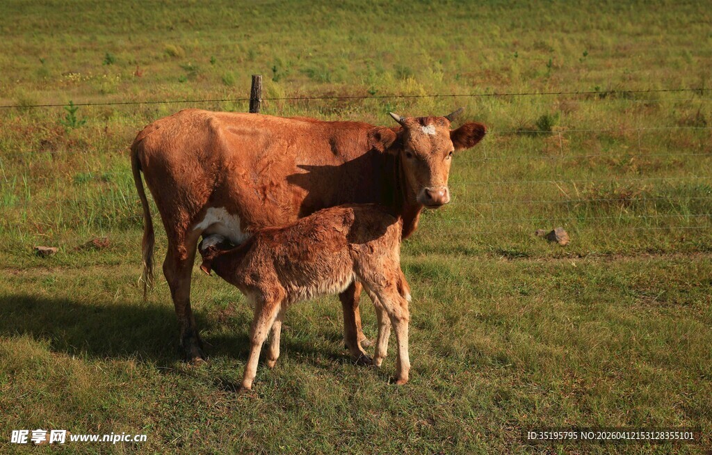 草地上的母牛与小牛