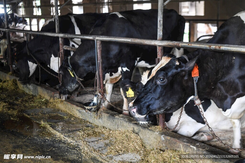 奶牛场内的奶牛进食场景