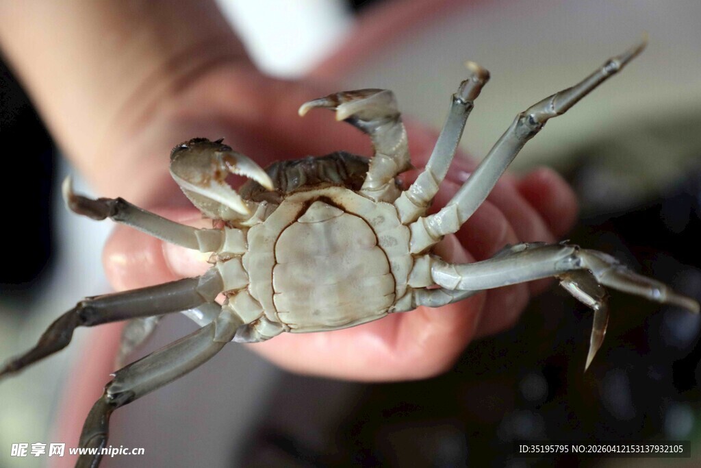 手中鲜活螃蟹特写
