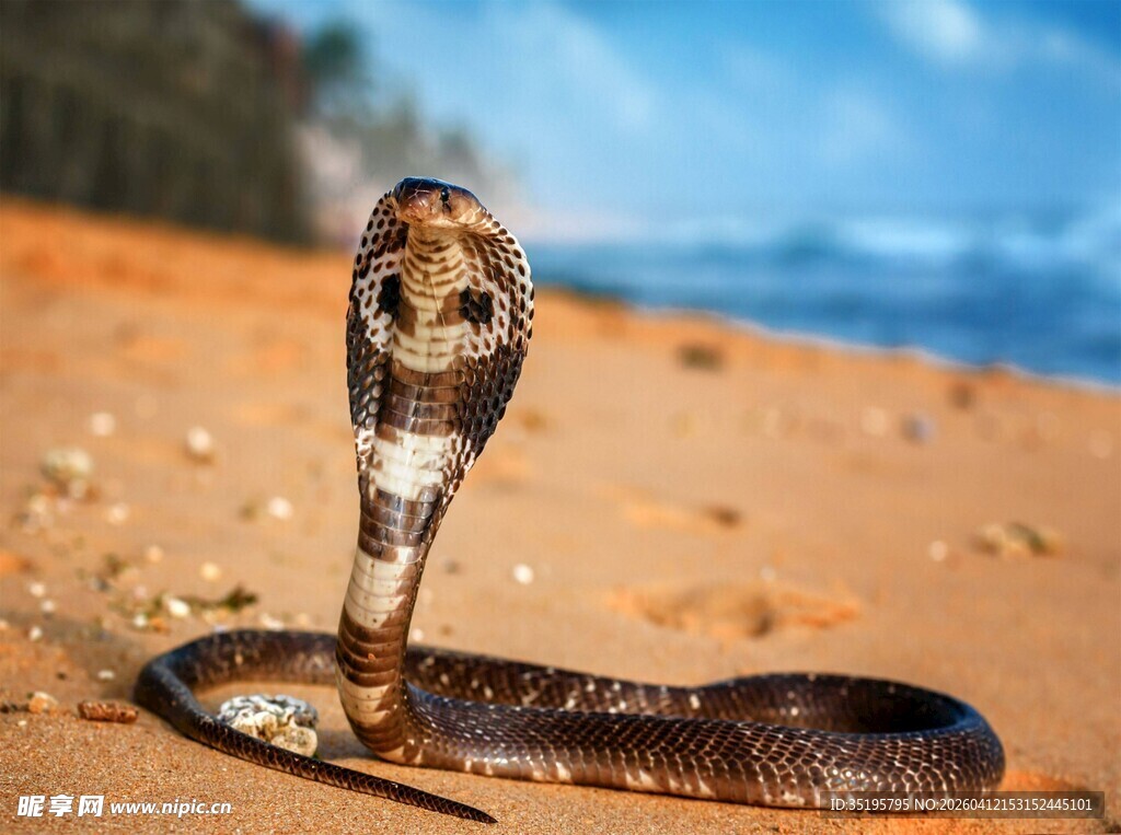 沙滩上的眼镜蛇