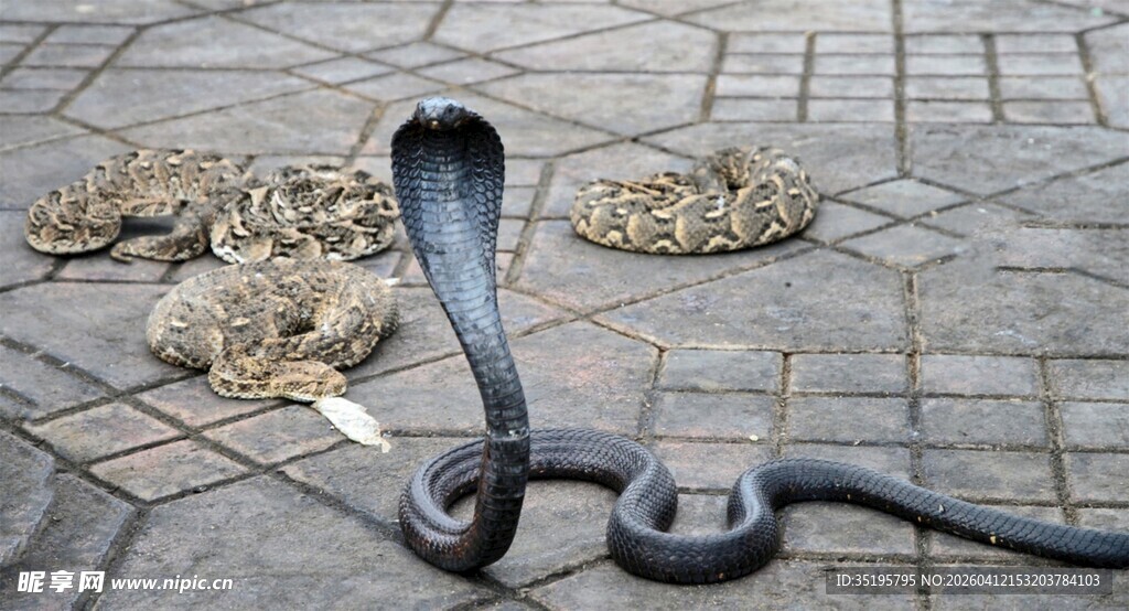 地面上的眼镜蛇与死物
