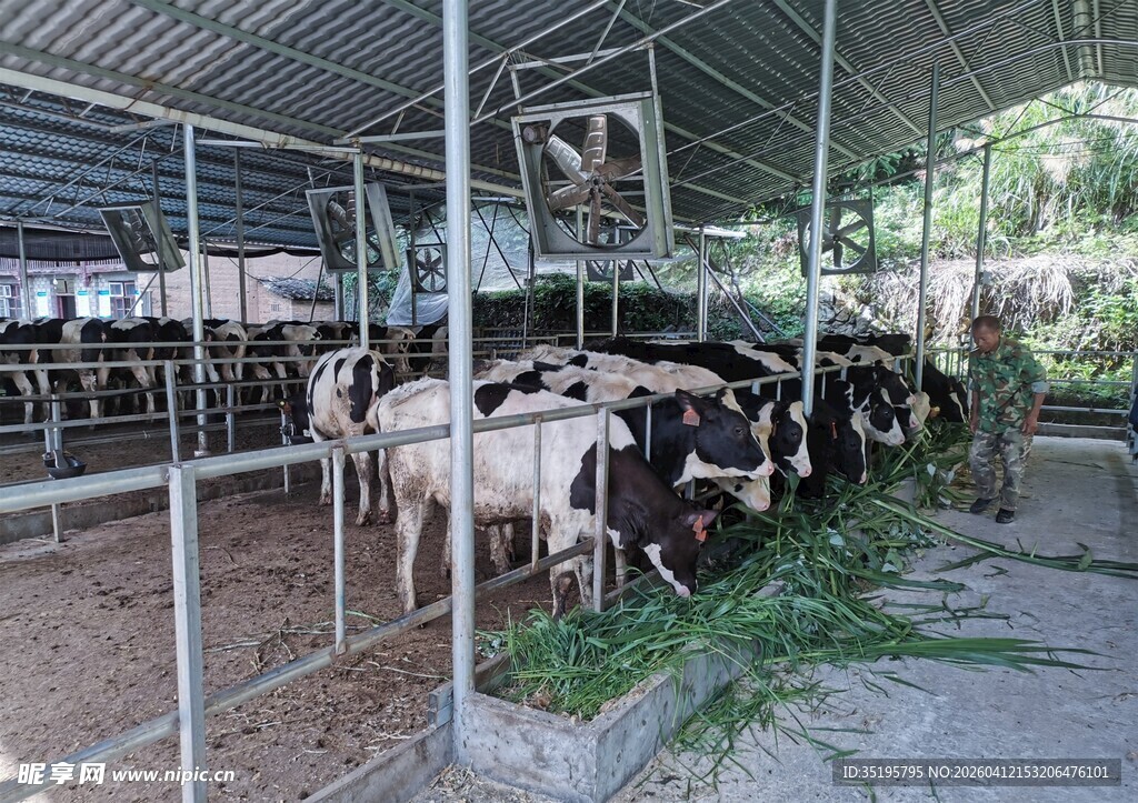 羊舍内的羊群与饲草
