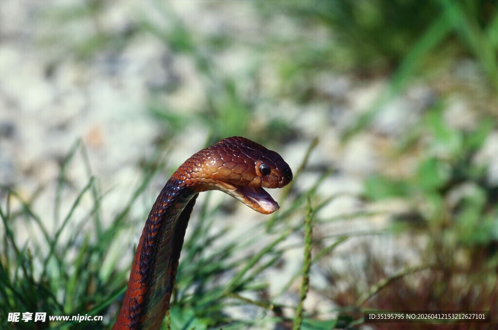 草丛中的奇特长颈生物
