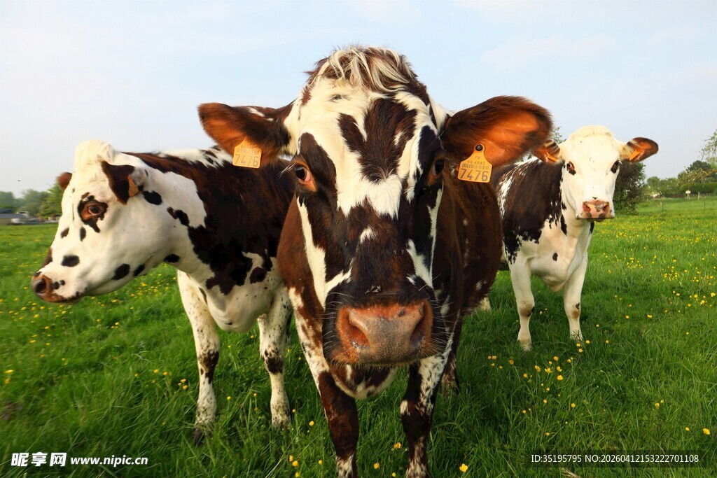 草地上的几头花奶牛