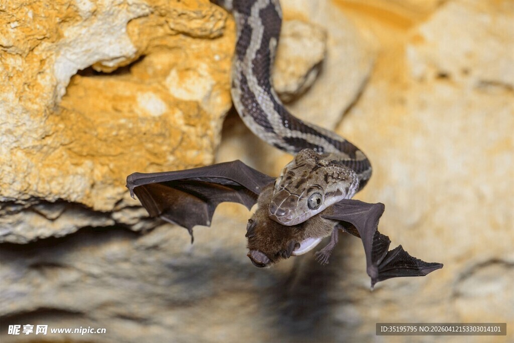 岩壁上飞翔的蝙蝠