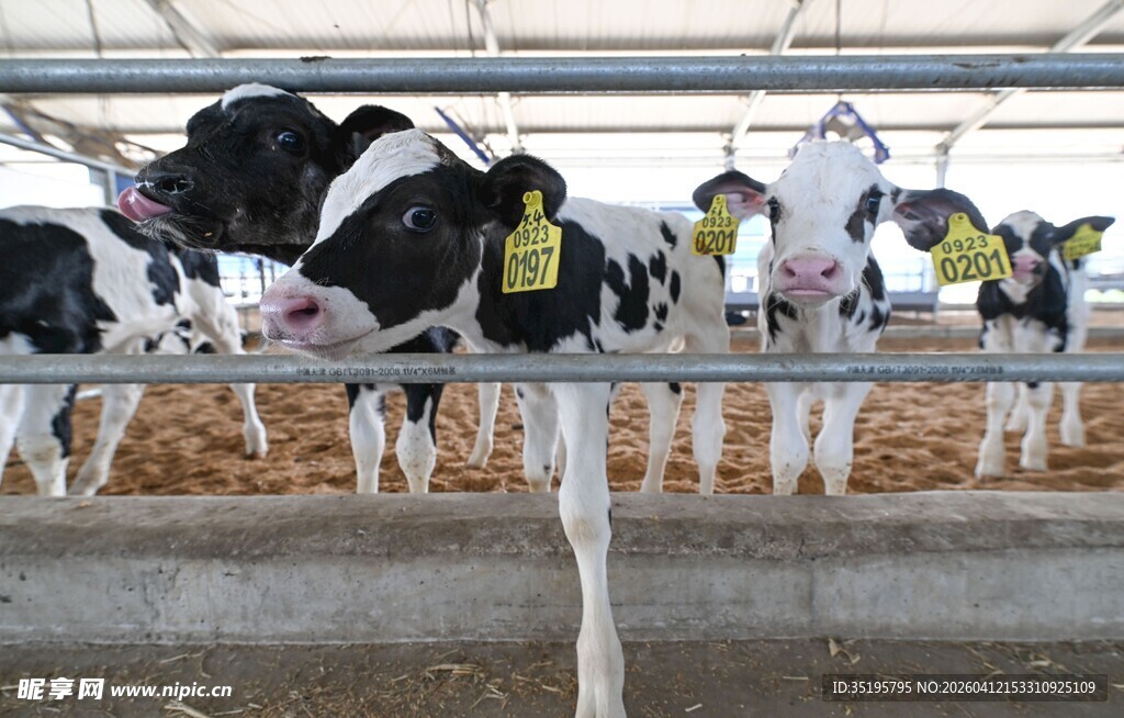 奶牛养殖场内的黑白花奶牛