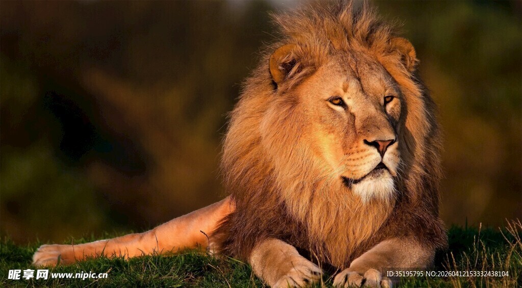 雄狮静卧草原