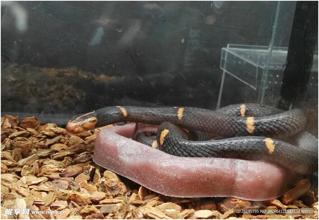 盘绕的彩色蟒蛇