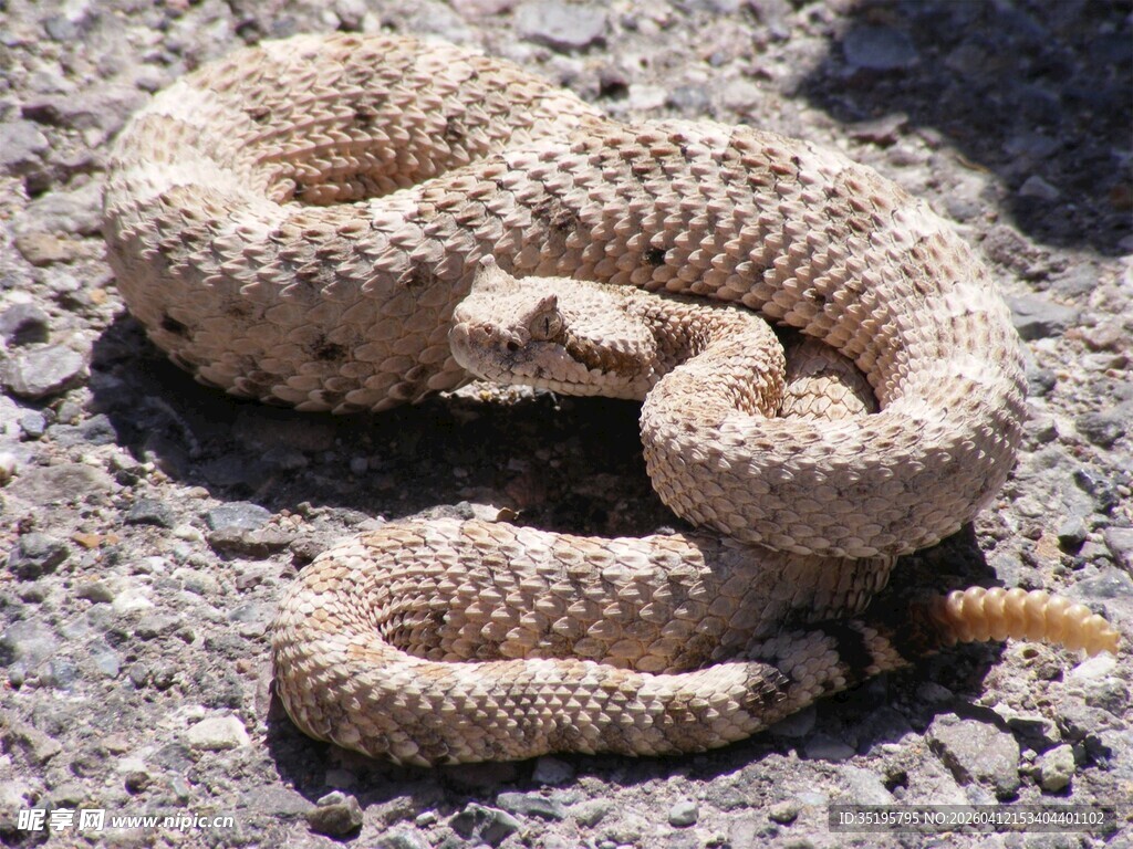 盘卷的沙漠响尾蛇