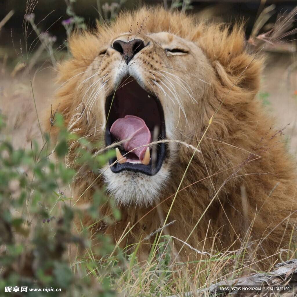 雄狮张嘴打哈欠瞬间