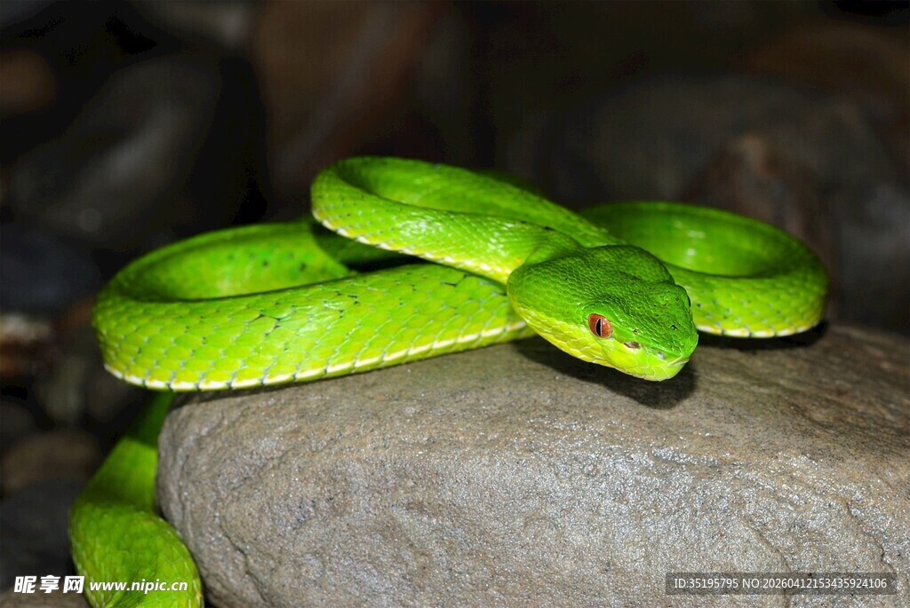 翠绿盘石上的美丽绿蛇