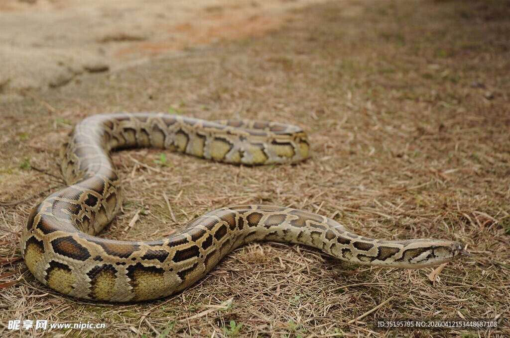 盘绕在地面的花纹蛇