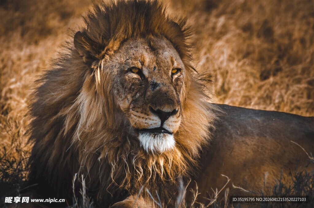 草原雄狮显王者风范