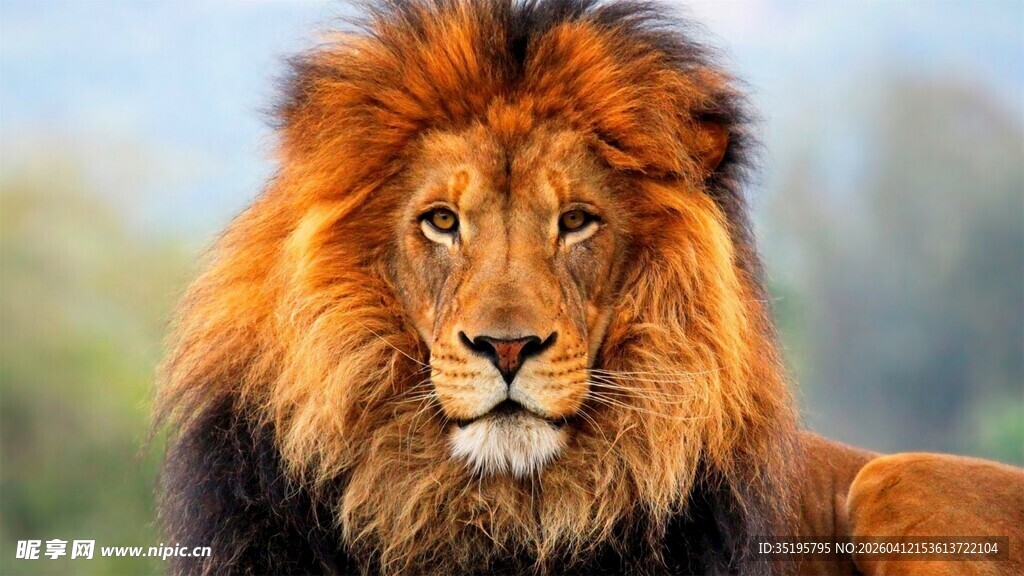 威风凛凛的雄狮