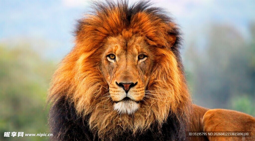 威风凛凛的雄狮