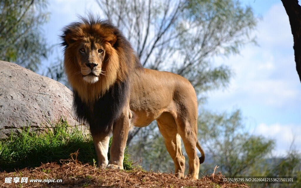 草原雄狮尽显王者风范