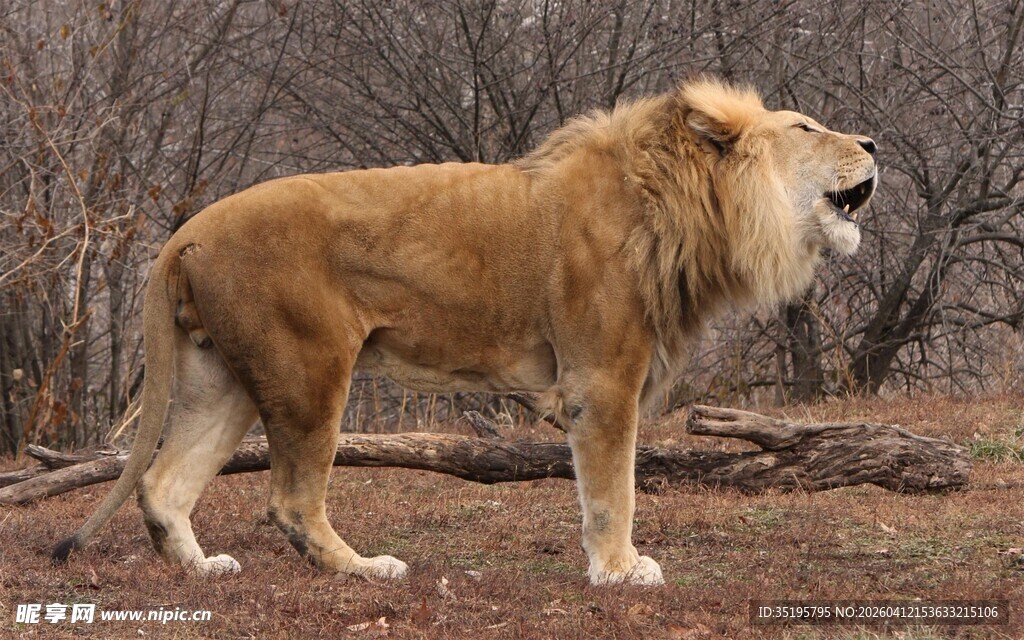 草原雄狮站立咆哮