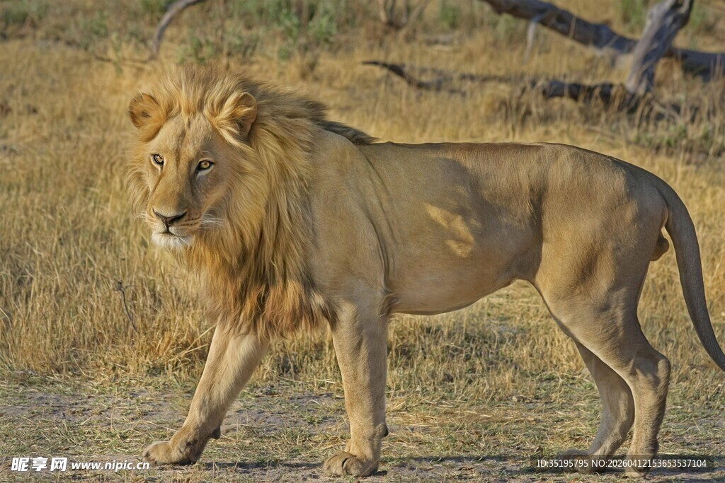 草原上行走的雄狮