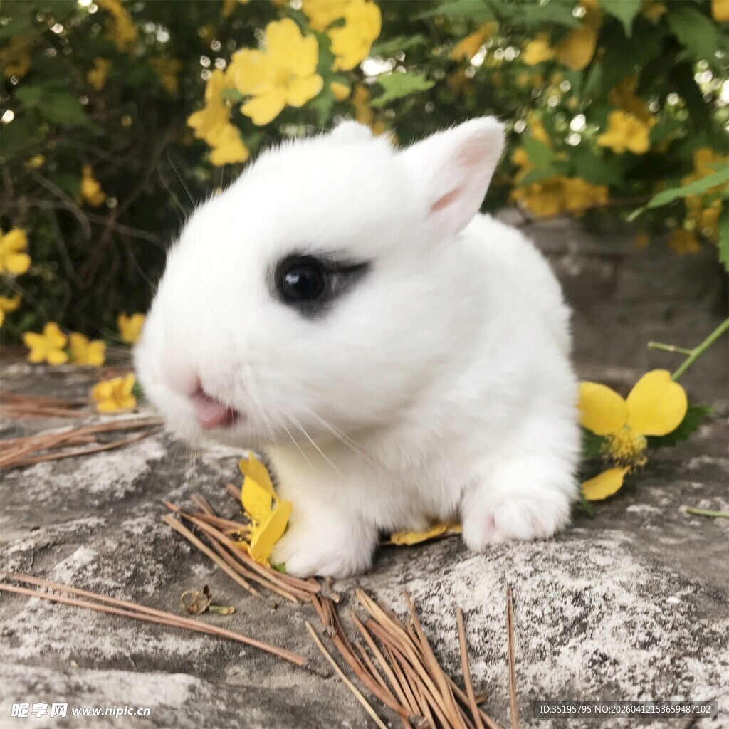 可爱白兔置身黄花绿植间