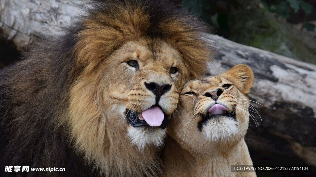 恩爱狮侣亲昵瞬间