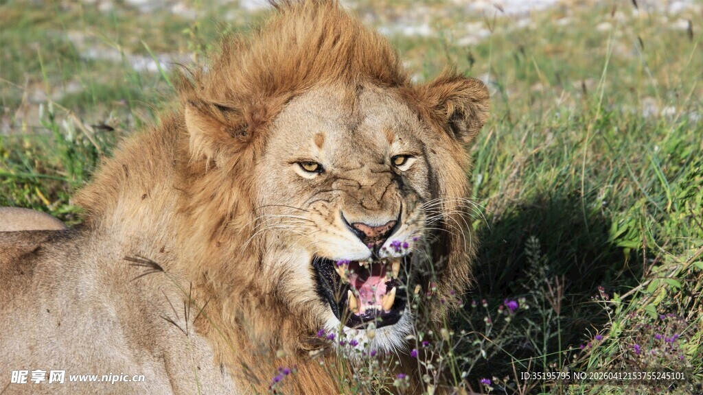 草原雄狮张嘴露齿瞬间