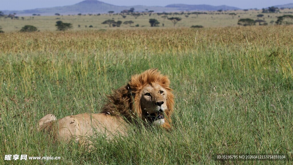 草原上休憩的雄狮