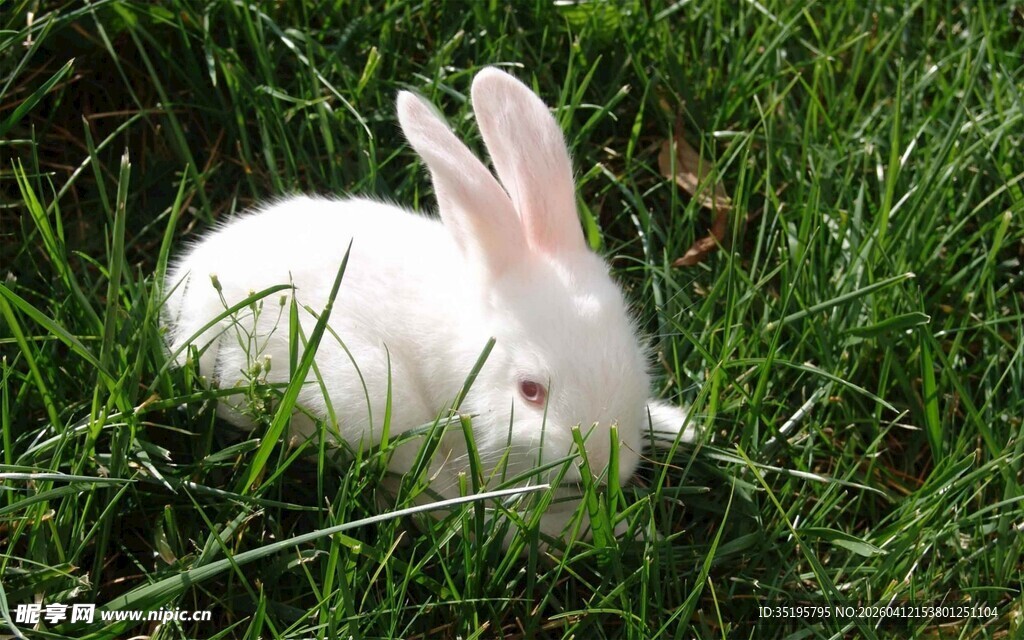 草地上的可爱白兔