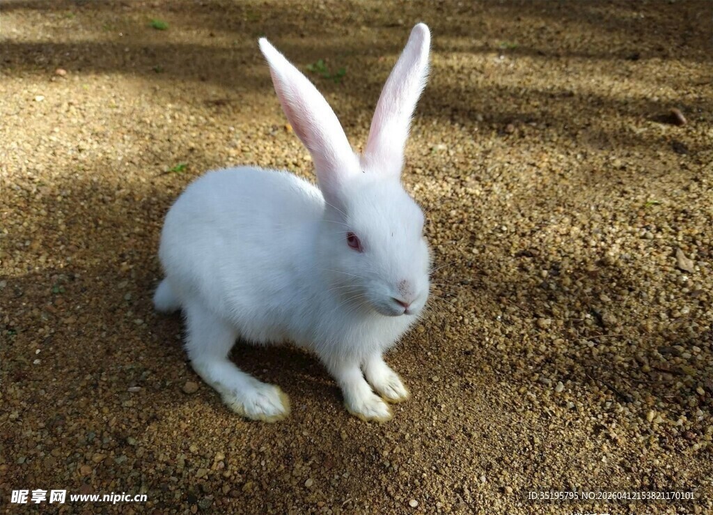 白兔蹲坐于草地