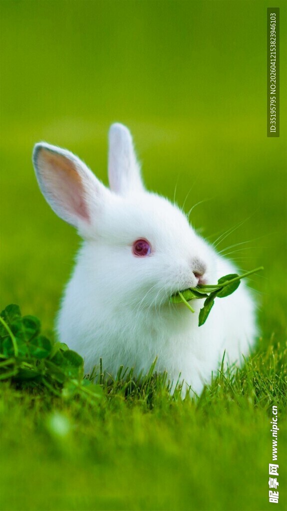 白兔食草于翠绿草地