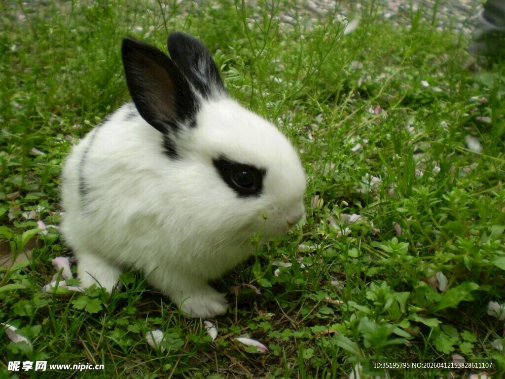 草地上的可爱小白兔